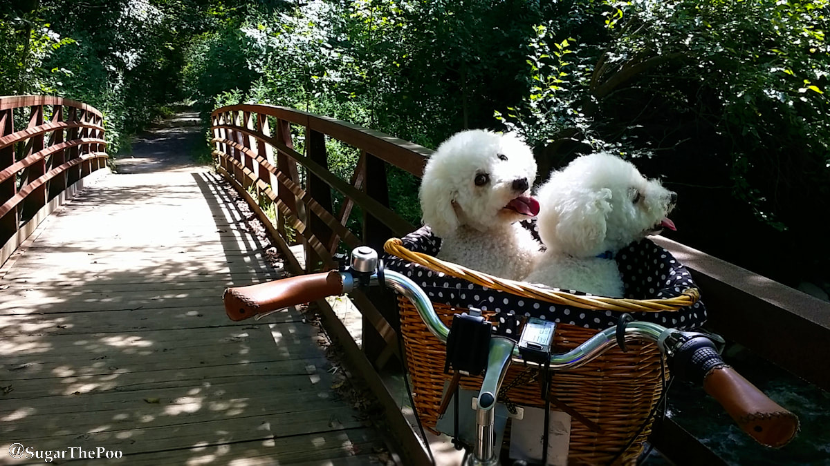 SugarThePoo Cute Maltipoo Puppy Dog with brother in bike basket on bridge in summer