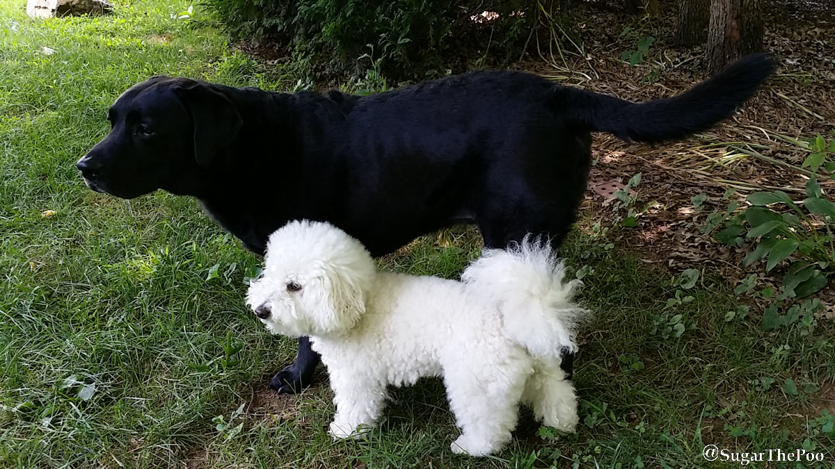 SugarThePoo Cute Maltipoo Puppy Dog with big black labrador buddy