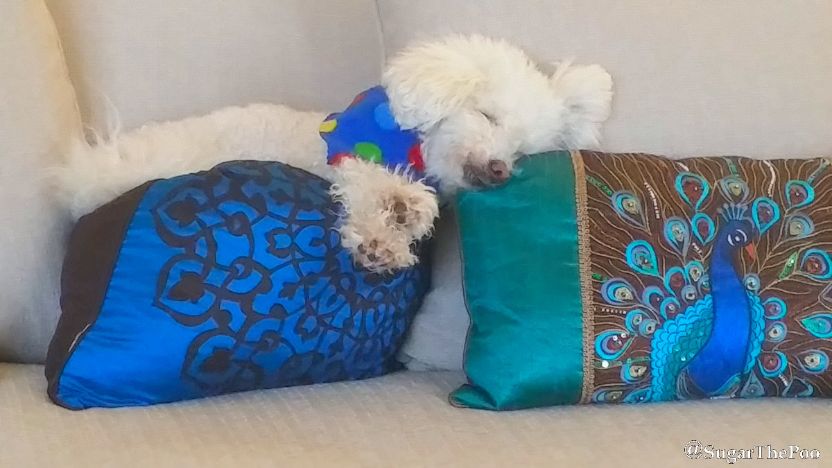 SugarThePoo Cute Maltipoo Puppy Dog asleep on colorful couch pillows