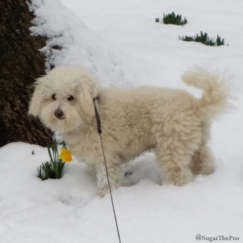 SugarThePoo Cute Maltipoo Puppy Dog in snow with first daffodil