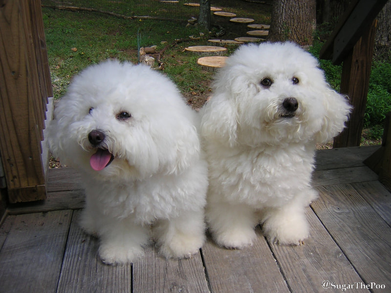 SugarThePoo Cute Maltipoo Puppy Dog with brother showing their super furry long hair