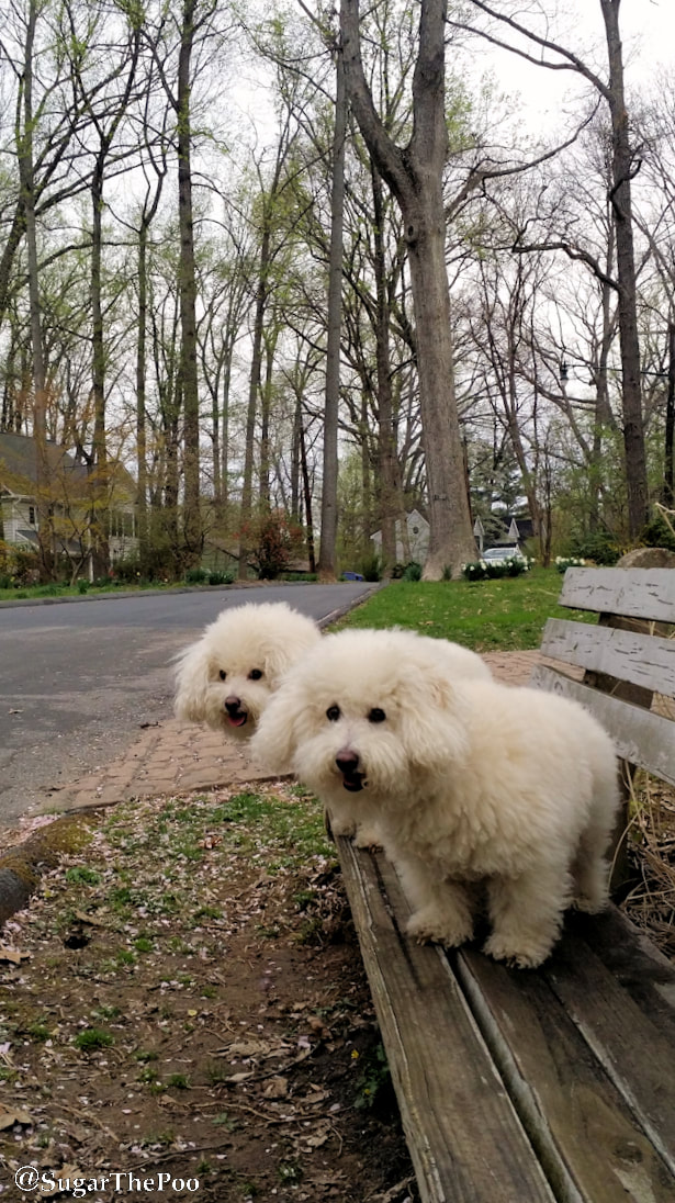 SugarThePoo Cute Maltipoo Puppy Dog with brother on bench watching for something in tree lined street