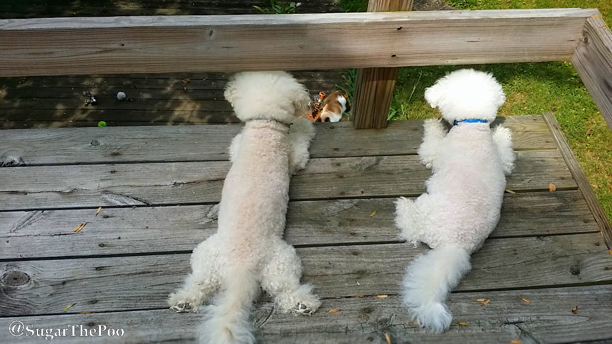 SugarThePoo Cute Maltipoo Puppy Dog with brother high on a deck looking down at a cat