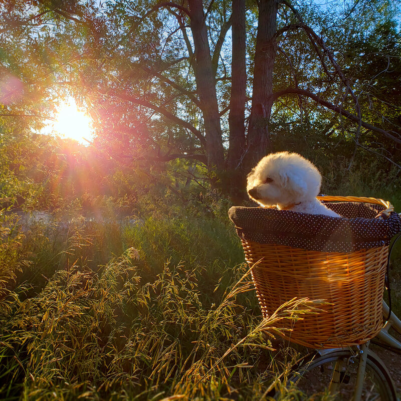 SugarThePoo Cute Maltipoo Puppy Dog in bike basket with big sunrise
