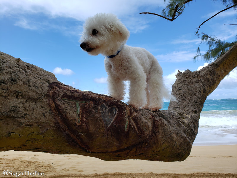 SugarThePoo Cute Maltipoo Puppy Dog on large tree limb at beach