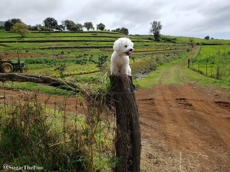 SugarThePoo Cute Maltipoo Puppy Dog on top of fence post of huge gorgeous vegetable garden