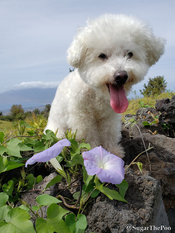 SugarThePoo Cute Maltipoo Puppy Dog with purple flower on rock wall