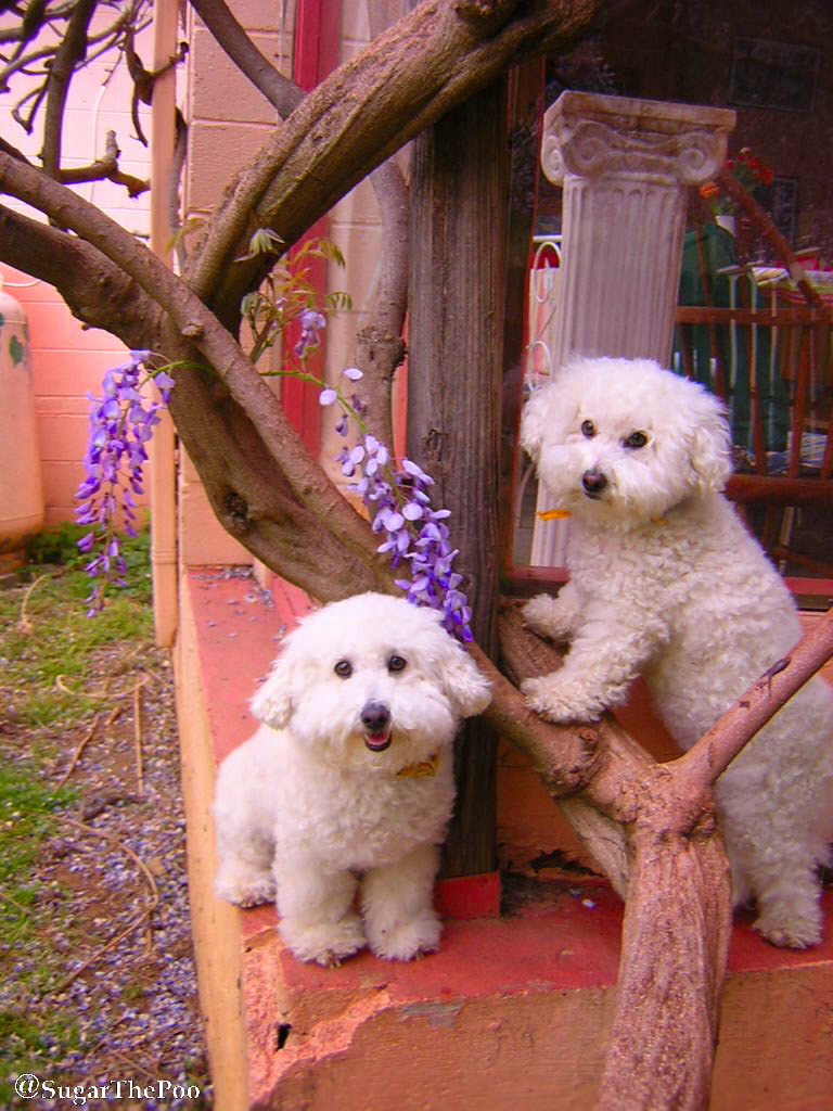 SugarThePoo Cute Maltipoo Puppy Dog and brother by wisteria tree