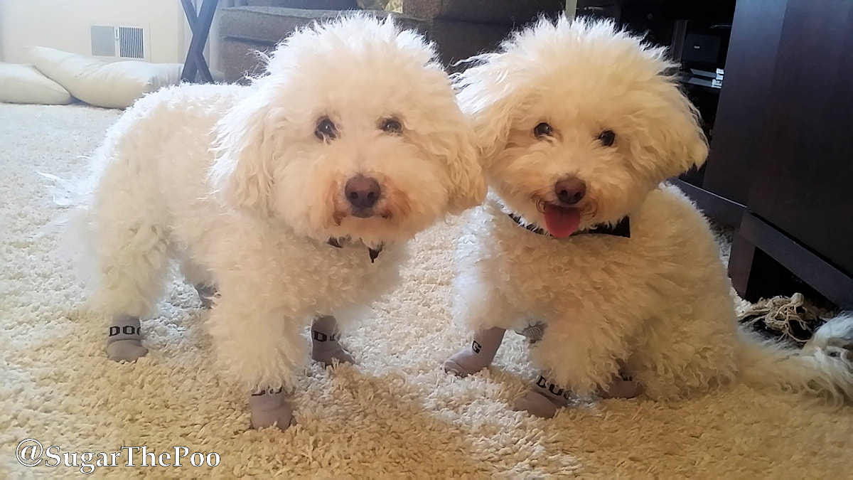 SugarThePoo Cute Maltipoo Puppy Dog and brother with socks