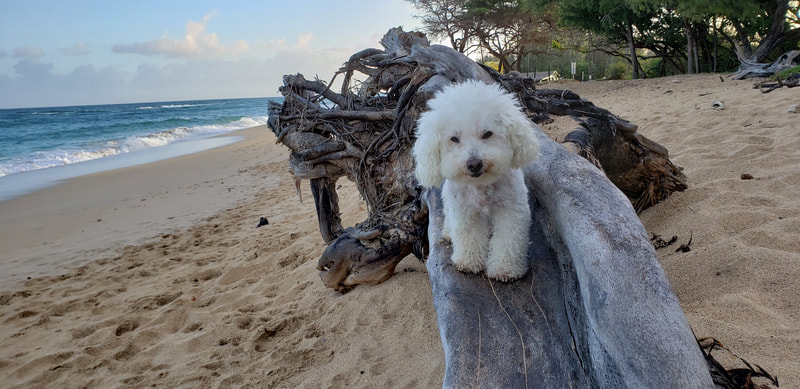 SugarThePoo Cute Maltipoo Puppy Dog on long log at beach sunrise