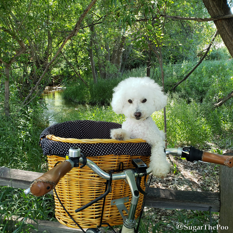 SugarThePoo Cute Maltipoo Puppy Dog in bike basket by lush creek