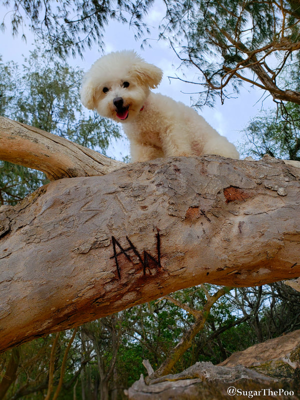 SugarThePoo Cute Maltipoo Puppy Dog smiling on big tree limb carved AW