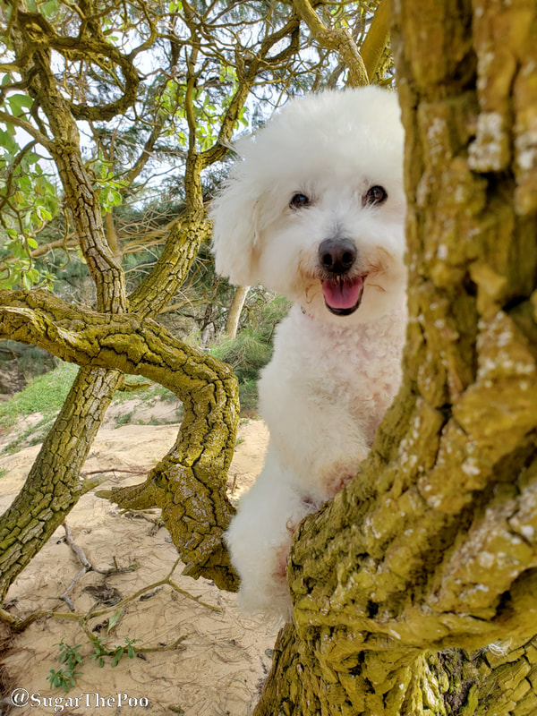 SugarThePoo Cute Maltipoo Puppy Dog smiling peek a boo in tree