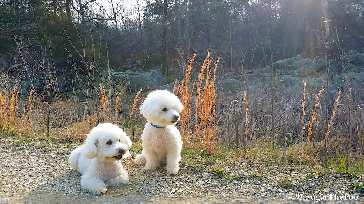 SugarThePoo Cute Maltipoo Puppy Dog with brother on nature trail at beginning of spring