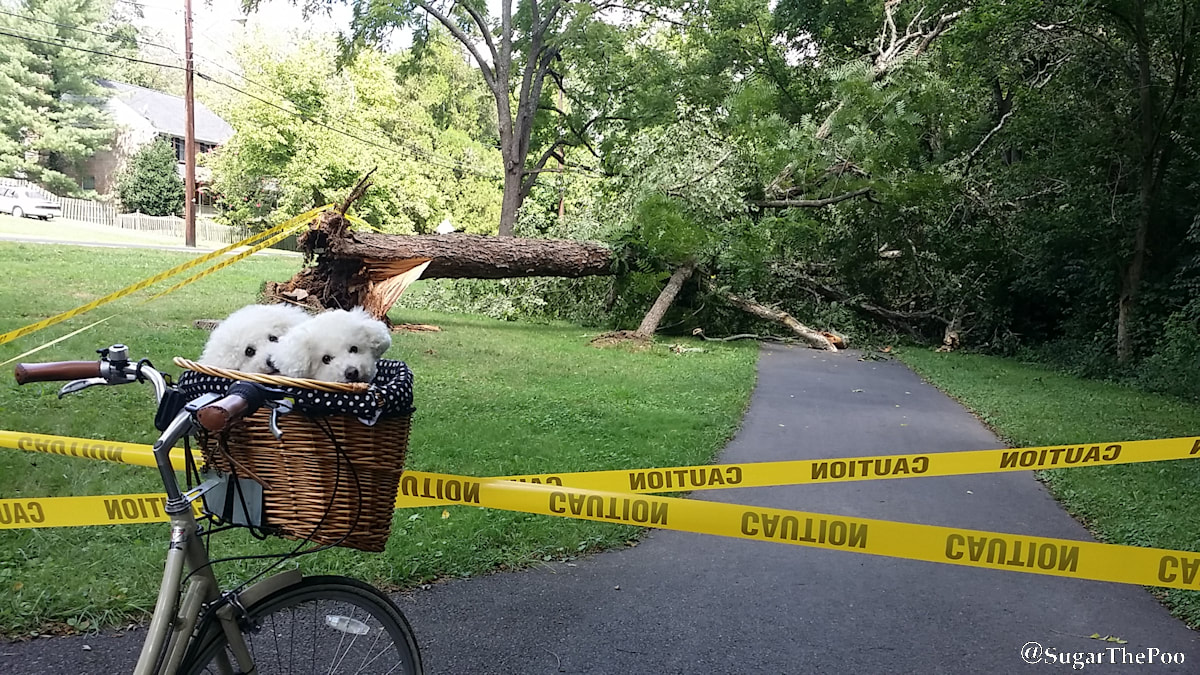 SugarThePoo Cute Maltipoo Puppy Dog with brother in bike basket on bike trail with downed tree