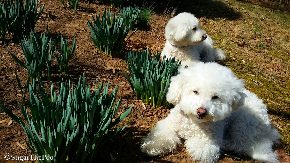 SugarThePoo Cute Maltipoo Puppy Dog with brother laying down waiting for daffodils