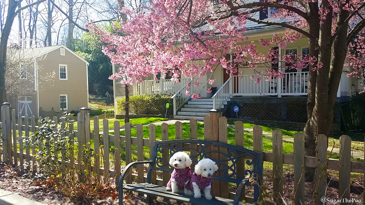 SugarThePoo Cute Maltipoo Puppy Dog with brother on bench by tree with pink blossoms