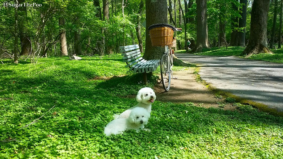SugarThePoo Cute Maltipoo Puppy Dog with brother in clover in woods by bike and path