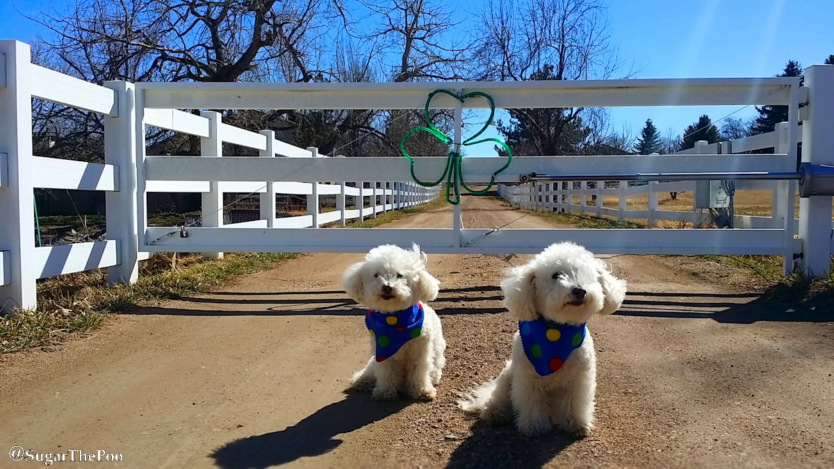 SugarThePoo Cute Maltipoo Puppy Dog with brother by fence with shamrock decoration