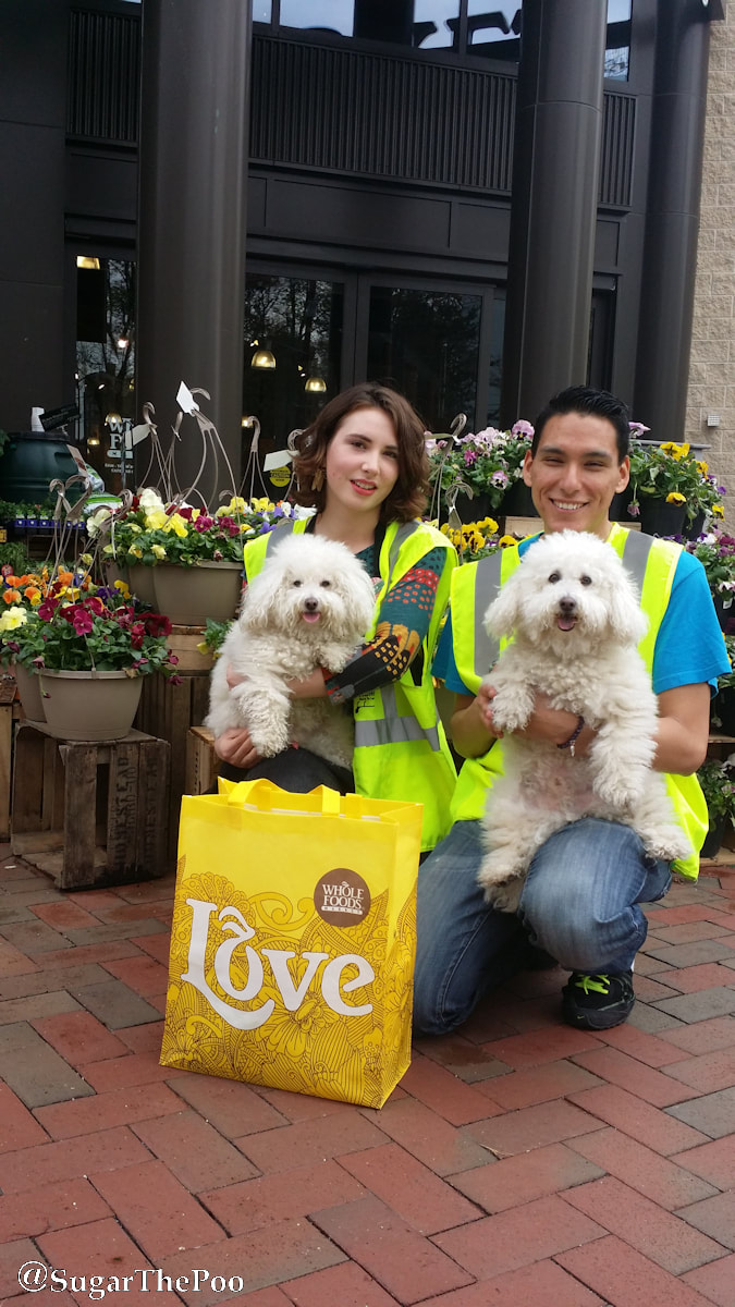 SugarThePoo Cute Maltipoo Puppy Dog with brother in arms of Whole Foods Market staff