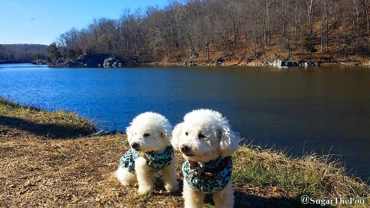SugarThePoo Cute Maltipoo Puppy Dog with brother by wide water