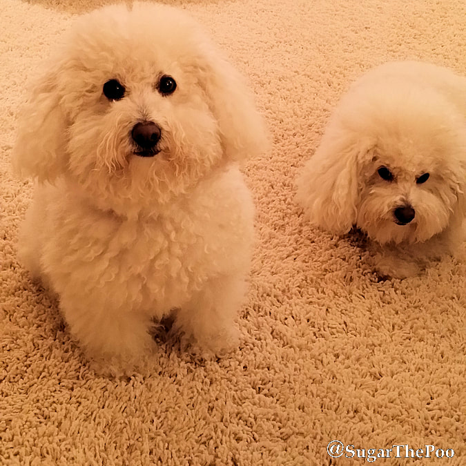 SugarThePoo Cute Maltipoo Puppy Dog with brother blending in with shag carpet