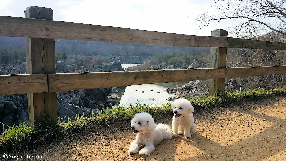 SugarThePoo Cute Maltipoo Puppy Dog with brother overlooking Potomac River Gorge