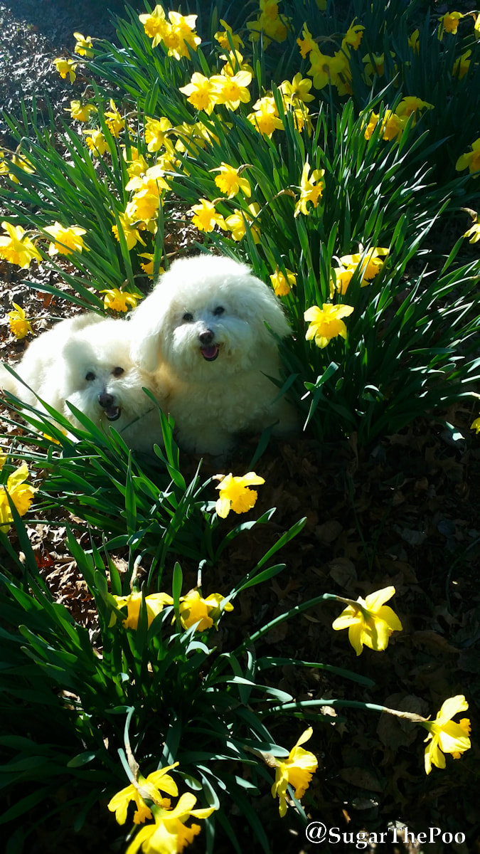 SugarThePoo Cute Maltipoo Puppy Dog with brother in daffodils