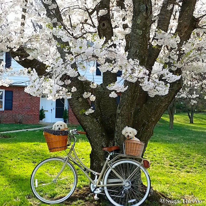 SugarThePoo Cute Maltipoo Puppy Dog with brother in bike baskets by large cherry tree with blossoms