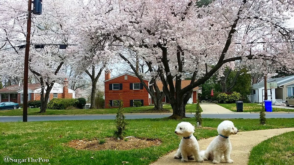 SugarThePoo Cute Maltipoo Puppy Dog with brother with Cherry Blossoms