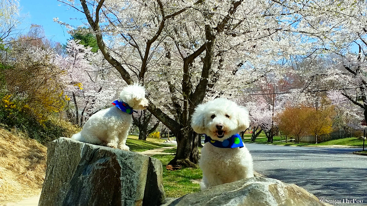 SugarThePoo Cute Maltipoo Puppy Dog with brother with Cherry Blossoms