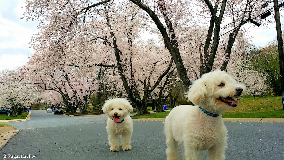 SugarThePoo Cute Maltipoo Puppy Dog with brother on street with Cherry Blossoms
