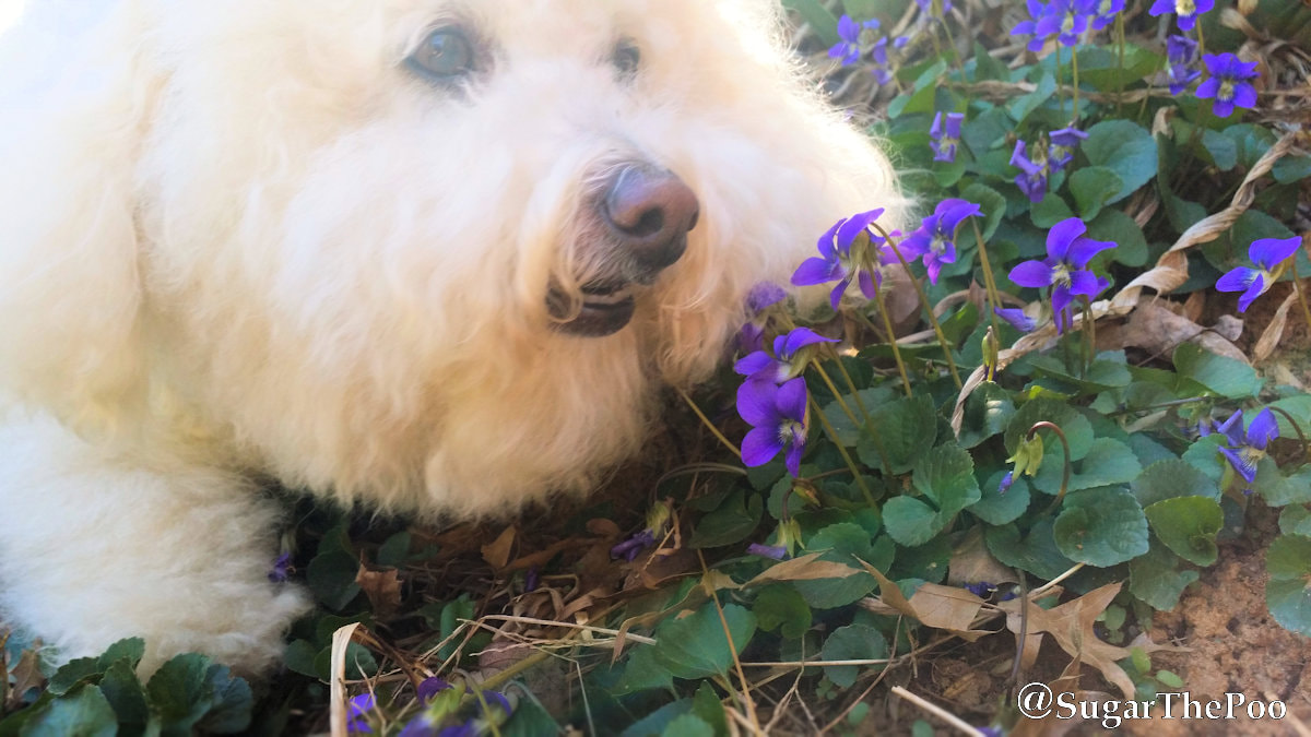 SugarThePoo Cute Maltipoo Puppy Dog smelling violets