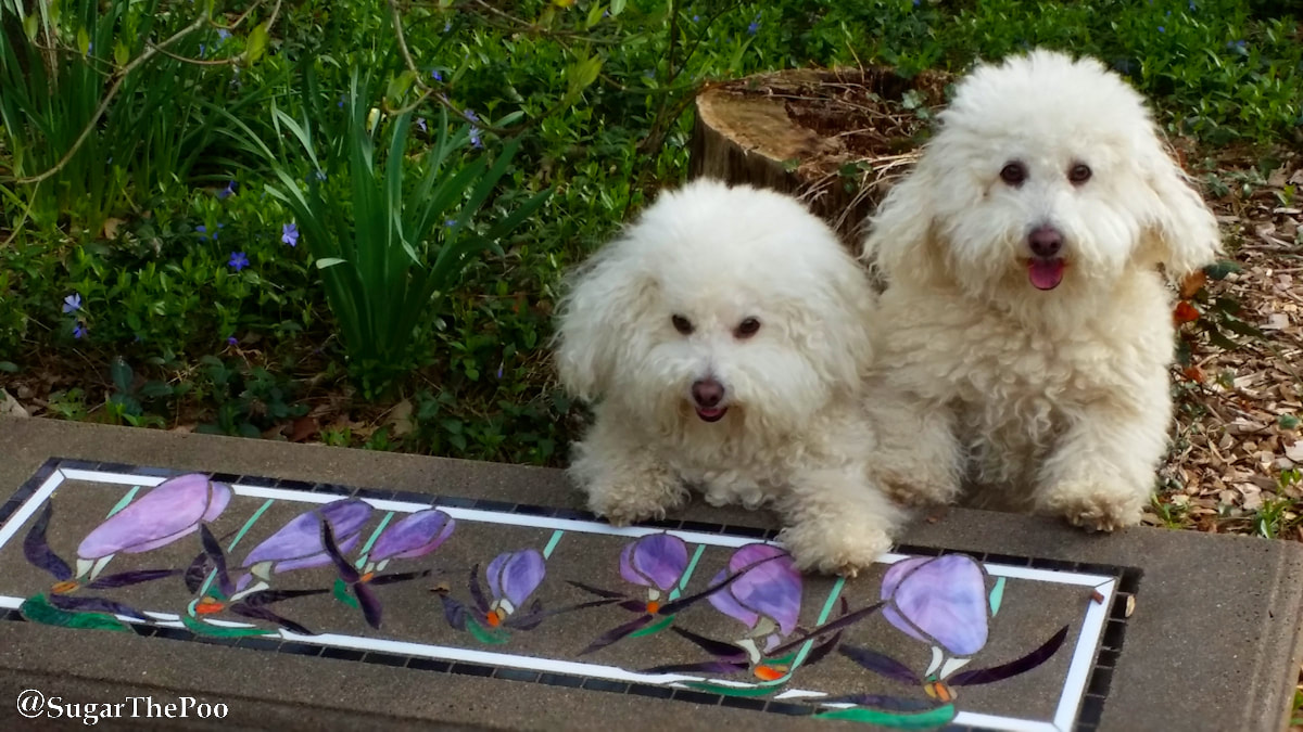SugarThePoo Cute Maltipoo Puppy Dog with brother by garden bench with inlaid flowers