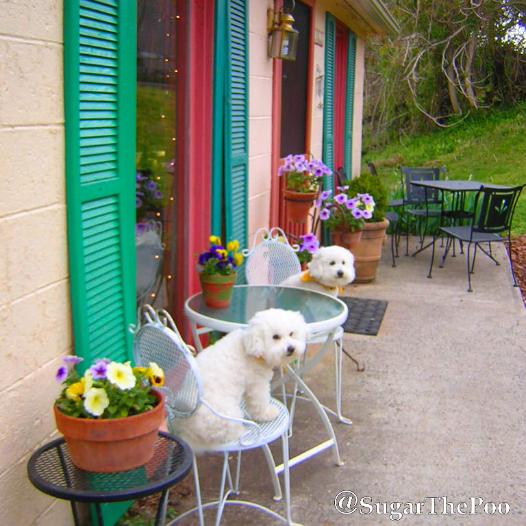 SugarThePoo Cute Maltipoo Puppy Dog with brother in outdoor chairs at cute cafe with flowers