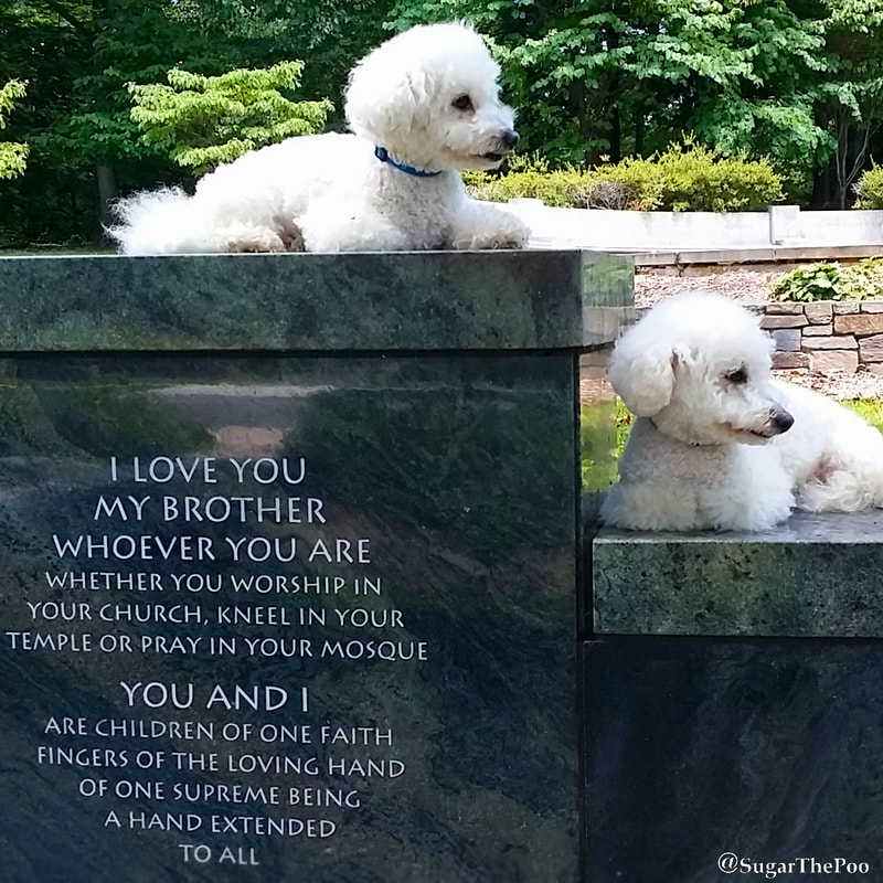 SugarThePoo Cute Maltipoo Puppy Dog with brother by quote at Khalil Gibran Memorial