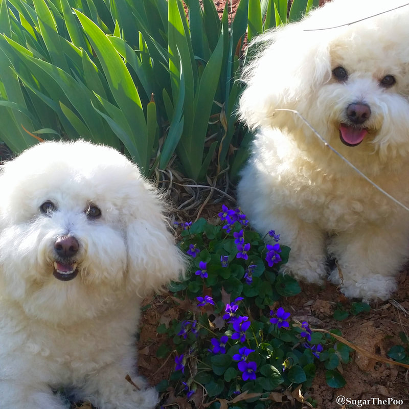 SugarThePoo Cute Maltipoo Puppy Dog with brother smiling in garden with violets