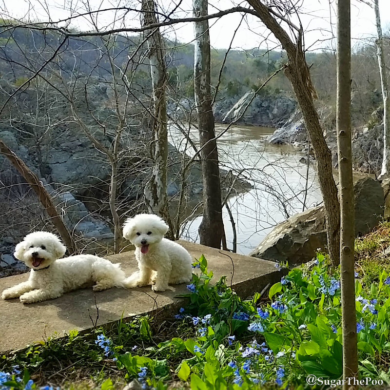 SugarThePoo Cute Maltipoo Puppy Dog with brother overlooking Potomac River Gorge Springtime