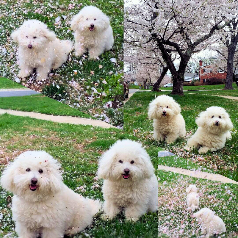 SugarThePoo Cute Maltipoo Puppy Dog with brother on street with falling windblown Cherry Blossoms