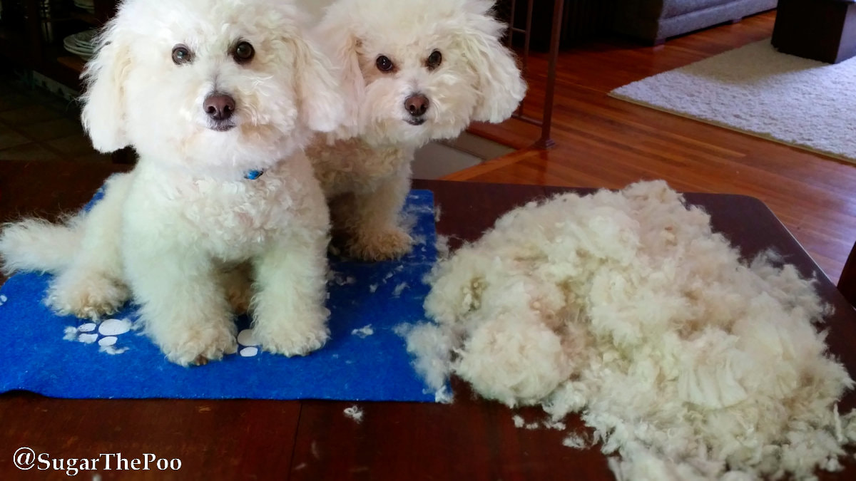 SugarThePoo Cute Maltipoo Puppy Dog with brother in the middle of grooming with huge pile cut fur