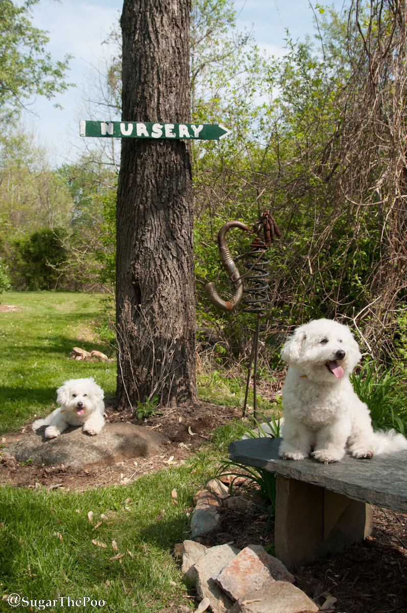 SugarThePoo Cute Maltipoo Puppy Dog with brother at sculpture garden