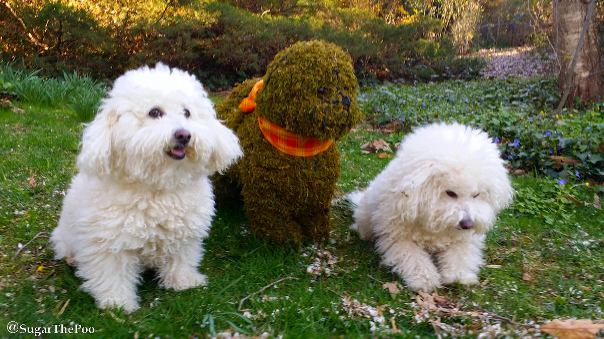 SugarThePoo Cute Maltipoo Puppy Dog with brother posing with topiary of Bichon Frise dog