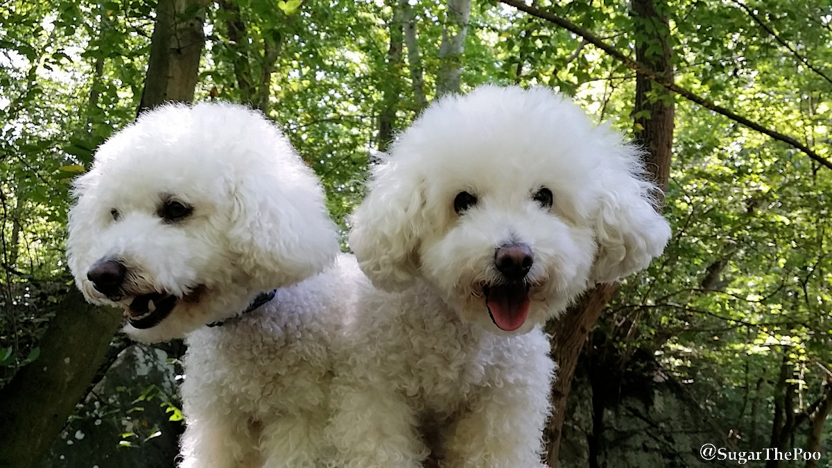 SugarThePoo Cute Maltipoo Puppy Dog with brother side by side looking like a dog with two heads