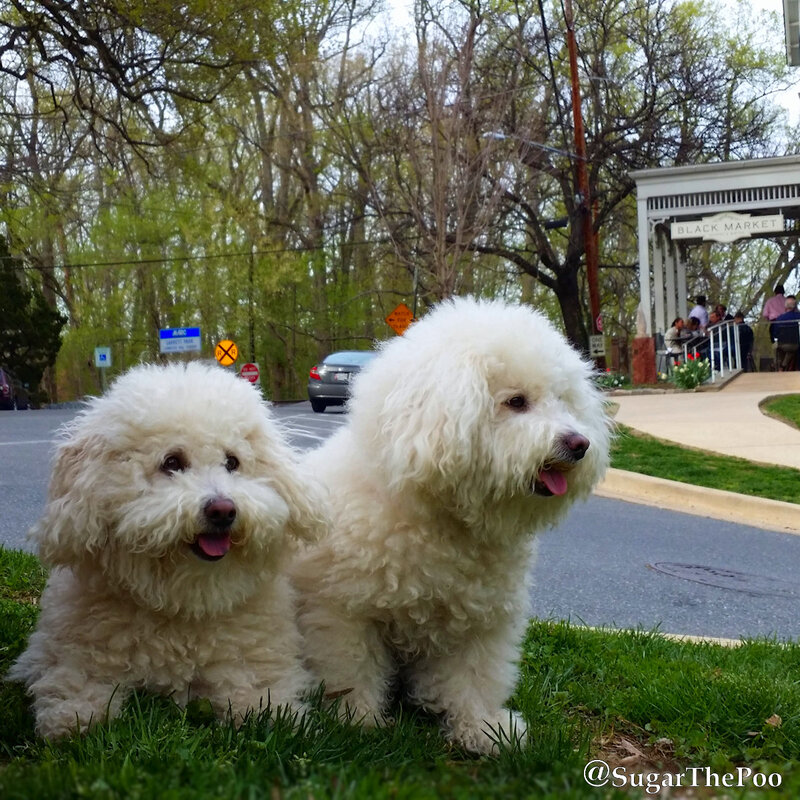 SugarThePoo Cute Maltipoo Puppy Dog with brother with long hair on cute street in Springtime