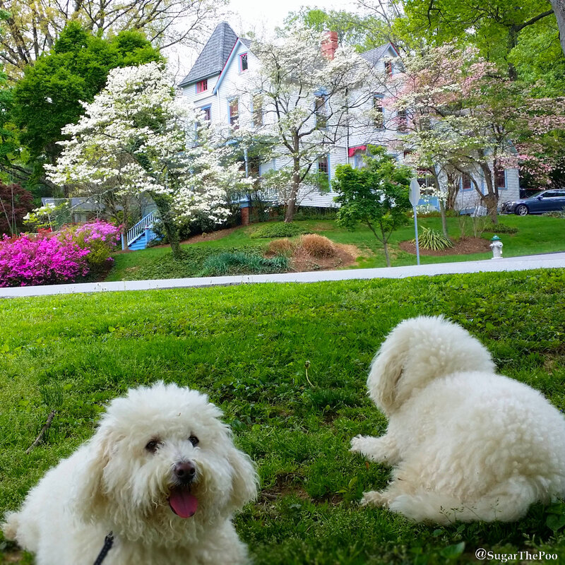 SugarThePoo Cute Maltipoo Puppy Dog with brother in grass by Victorian house with blossoms in Springtime