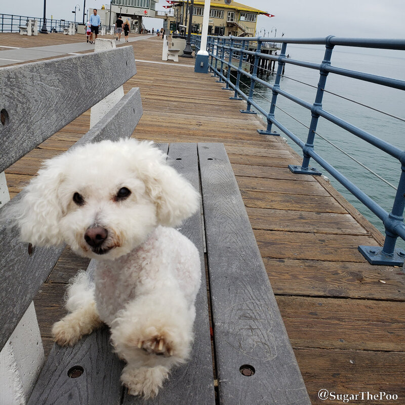 SugarThePoo Cute Maltipoo Puppy Dog on bench reaching paw toward camera