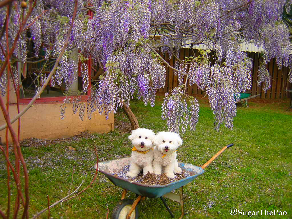 SugarThePoo Cute Maltipoo Puppy Dog with brother sitting in wheelbarrow by blooming wisteria in Springtime