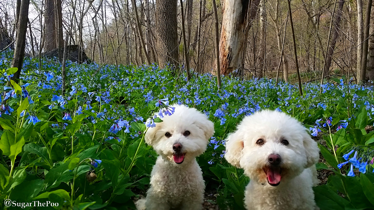 SugarThePoo Cute Maltipoo Puppy Dog with brother with Virginia Bluebells C and O Canal trail Potomac River Gorge Springtime