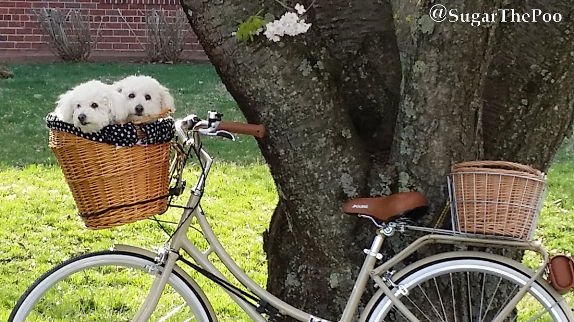 SugarThePoo Cute Maltipoo Puppy Dog with brother in bike basket in Springtime
