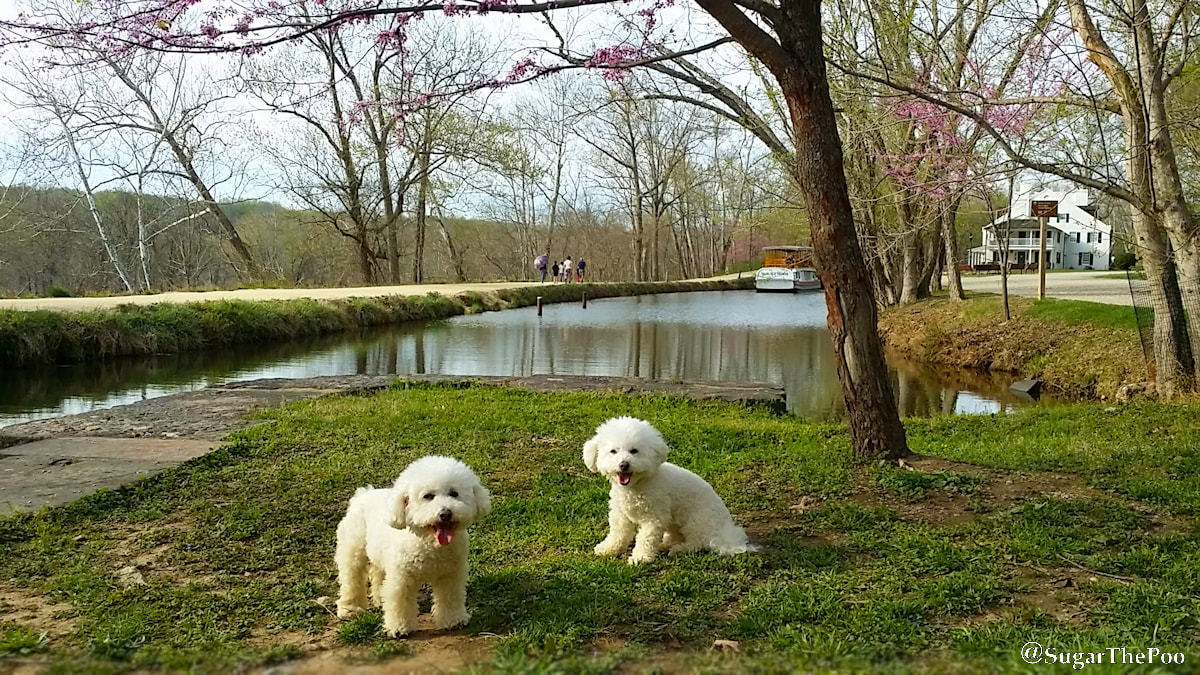 SugarThePoo Cute Maltipoo Puppy Dog with brother by C and O Canal at Great Falls in Springtime